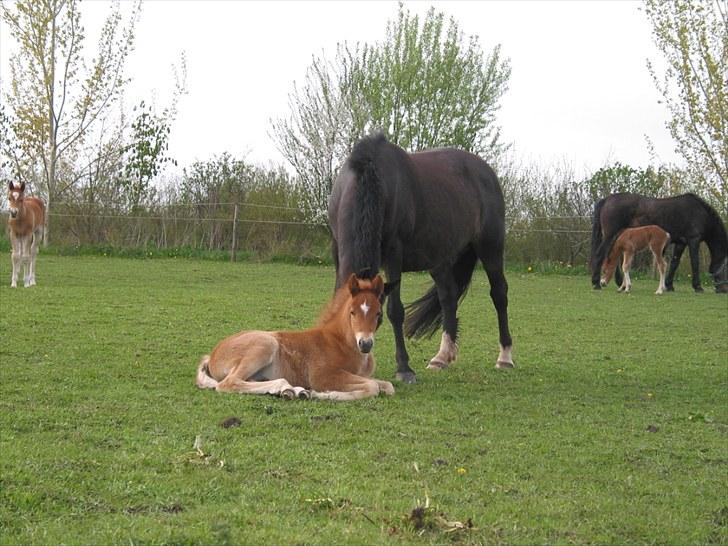 New Forest Romeo´s Kawasaki - avlshingst - Jeg er blevet træt billede 20
