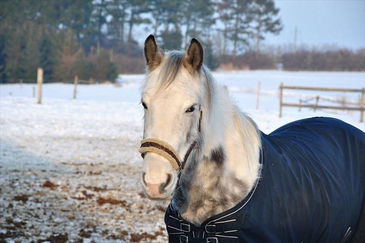 Anden særlig race Kousgaarden's Kimmi SOLGT billede 14