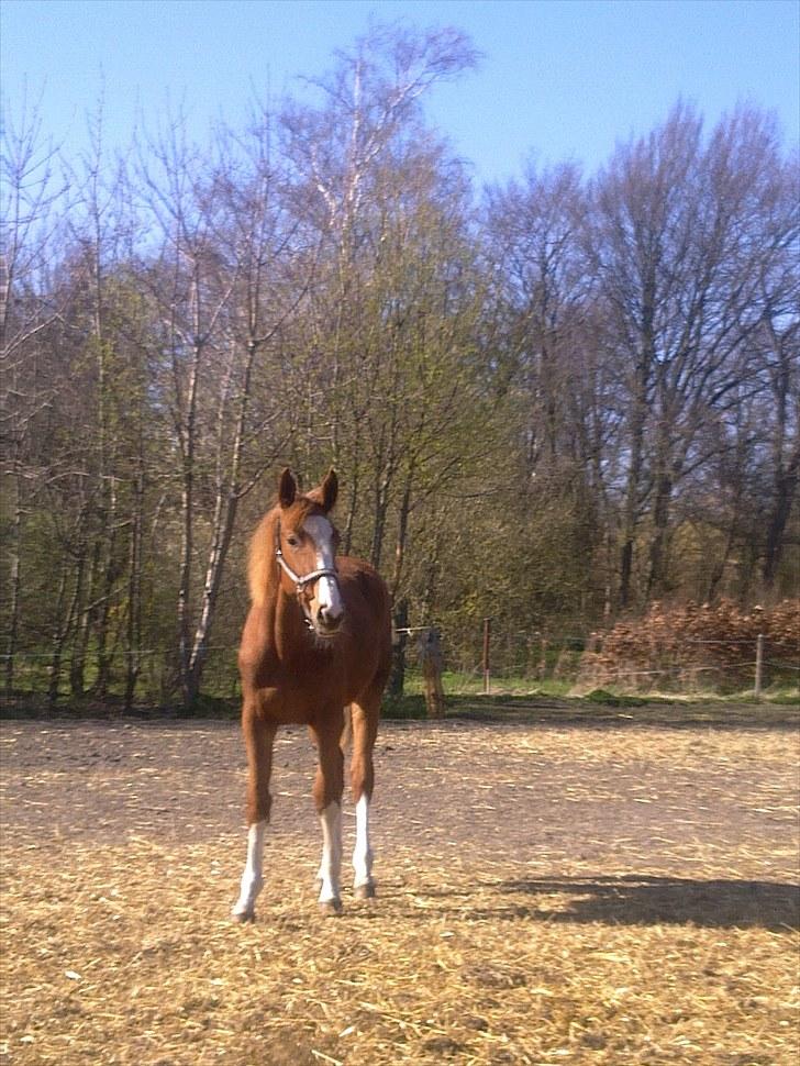 Anden særlig race Barkholts Regina.<3 - velkommen til regina's profil. her set hun på fold lige da hun var kommet hjem til os efter mange timers kørsel <3  billede 1