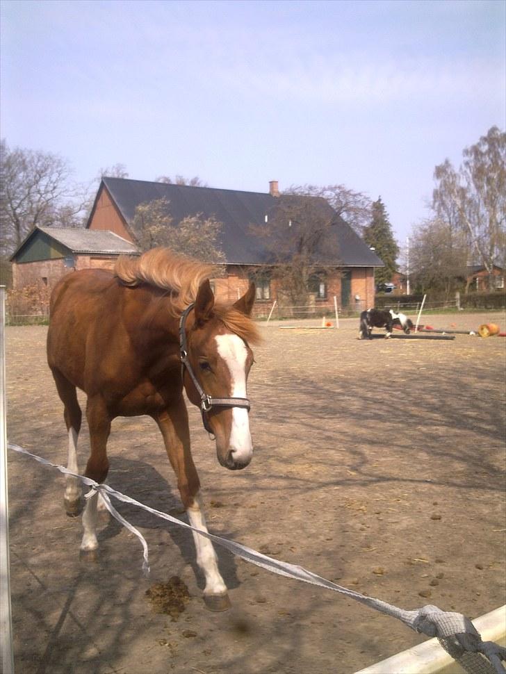 Anden særlig race Barkholts Regina.<3 - første dag hun var på fold<3 billede 2