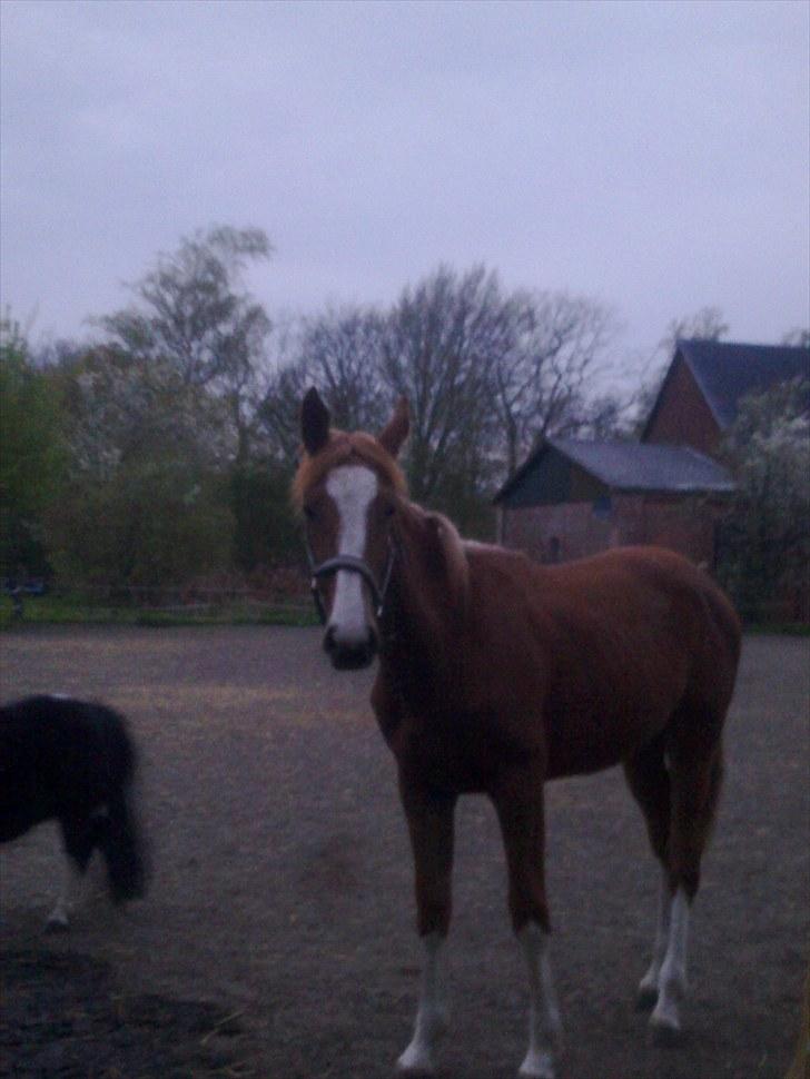 Anden særlig race Barkholts Regina.<3 billede 3