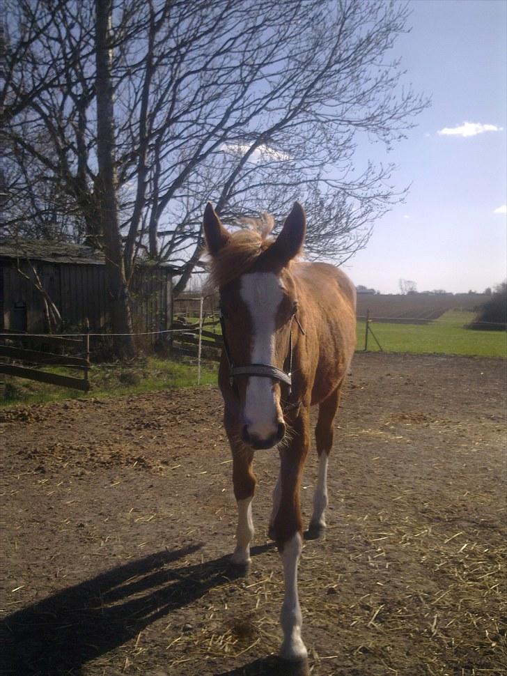 Anden særlig race Barkholts Regina.<3 - du såe smuk!<3 billede 4