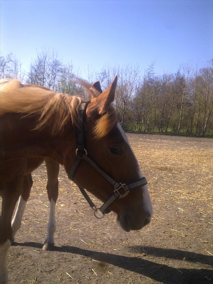 Anden særlig race Barkholts Regina.<3 - <3 billede 6