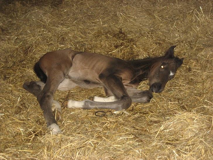 Dansk Varmblod Stratego billede 8