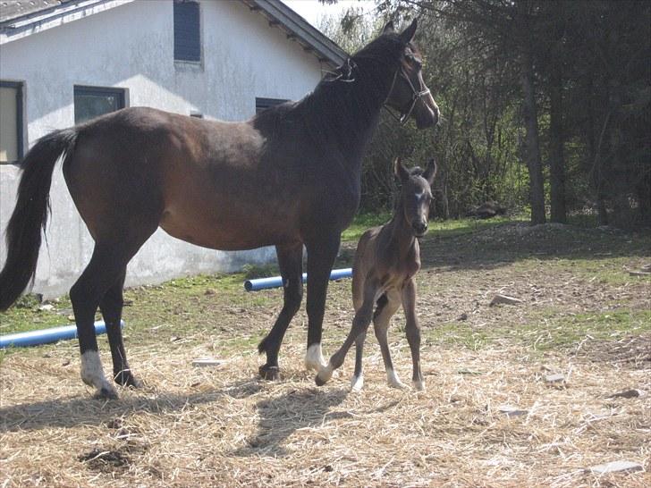 Dansk Varmblod Stratego - første gang på mark billede 9