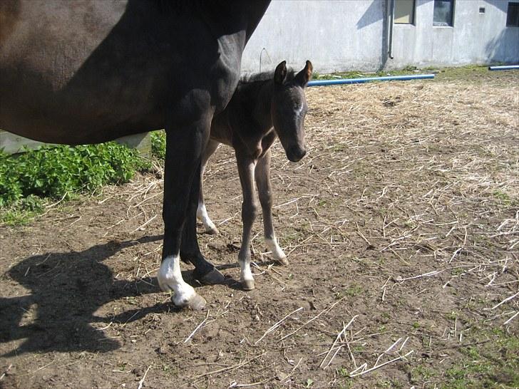 Dansk Varmblod Stratego - puha den store verden kan være farlig:0) billede 10