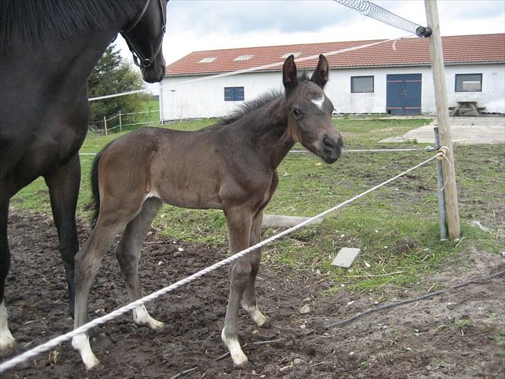 Dansk Varmblod Stratego - er jeg ikke dejlig billede 11