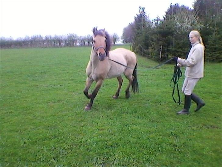 Anden særlig race prins gammel lånepony - mig der longser (foto maja) billede 2