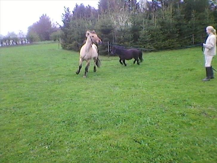 Anden særlig race prins gammel lånepony - han stoper på grund af den lille billede 3