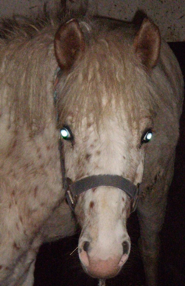 Anden særlig race No name SOLGT - Velkommen til hendes profil håber i syntes godt om hende : ) billede 1