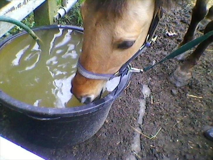 Anden særlig race prins gammel lånepony - han er tøstdig billede 7