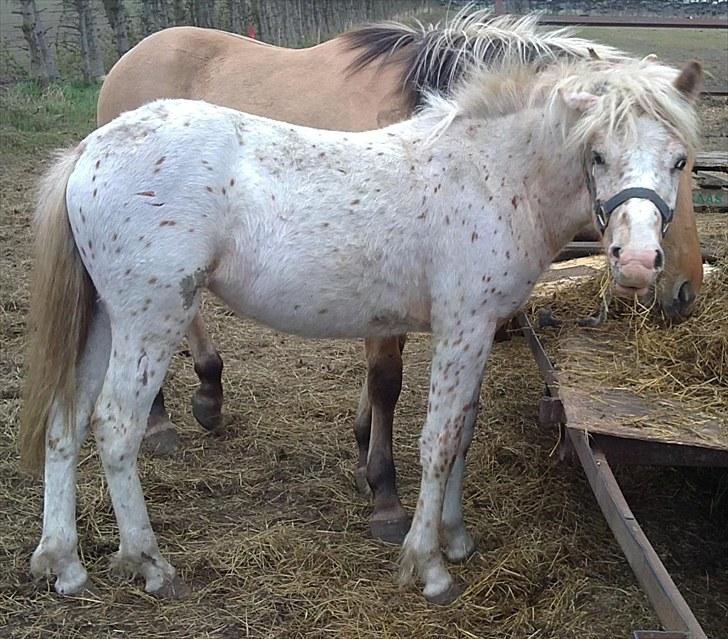 Anden særlig race No name SOLGT - Nurh prøv at se hendes højre øre : ) billede 2