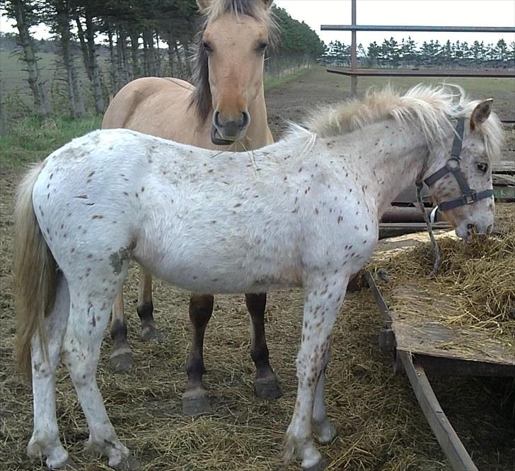 Anden særlig race No name SOLGT - Nam nam det smager godt : ) billede 3