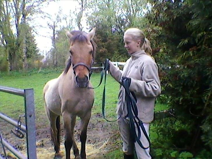 Anden særlig race prins gammel lånepony - på vej ud af løven billede 8