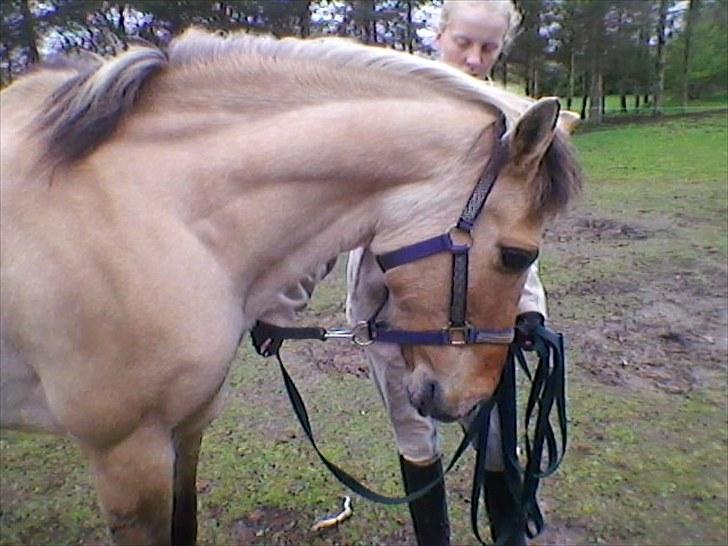 Anden særlig race prins gammel lånepony - der står han dressur billede 9