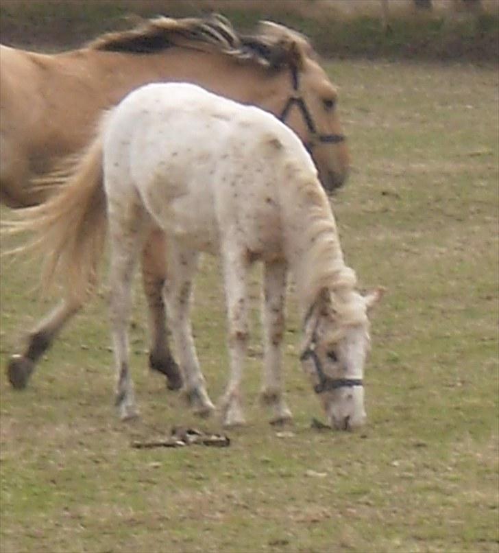 Anden særlig race No name SOLGT - Spiser græs <3 billede 4