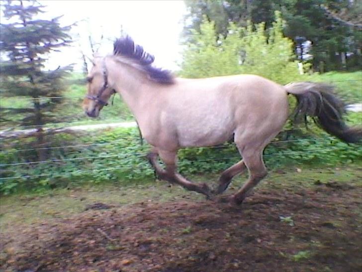 Anden særlig race prins gammel lånepony - galloper flot billede 10