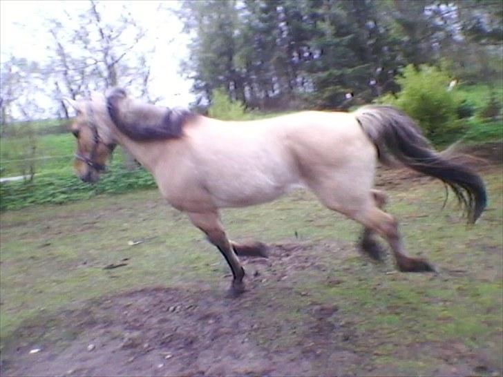 Anden særlig race prins gammel lånepony - gallop use på folden billede 11
