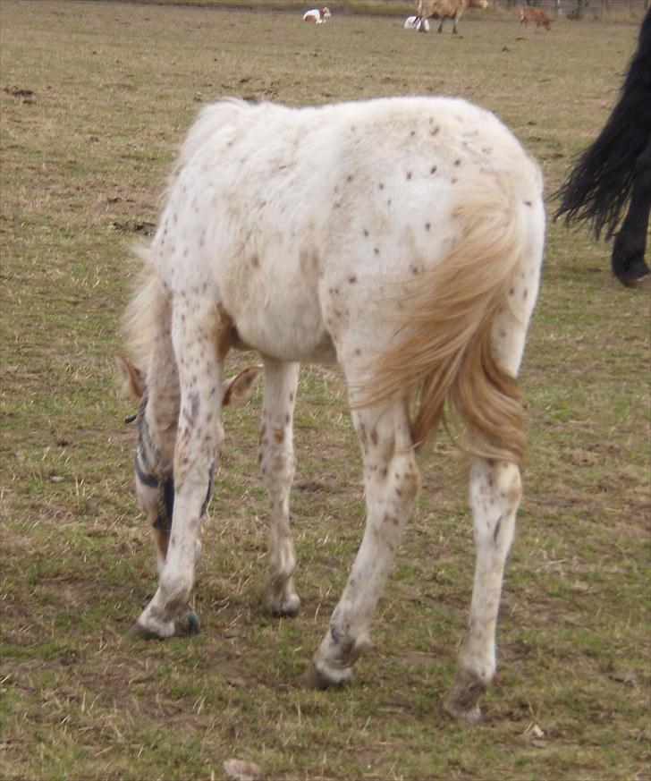 Anden særlig race No name SOLGT - Når enden er god er alting godt : ) billede 5