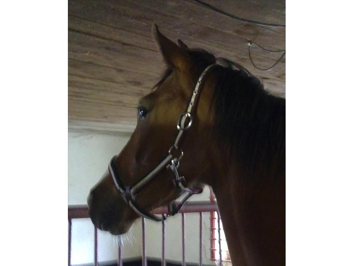 {{currentPhoto.altText}} billede {{currentPhoto.number}}