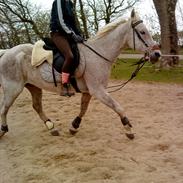 Shagya Araber (SH) Shila. <3 # lånehest. #