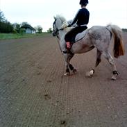 Shagya Araber (SH) Shila. <3 # lånehest. #