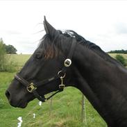 Dansk Varmblod Solvangs New Orleans