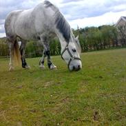Welsh Pony af Cob-type (sec C) Joanna<3 Du var en ener!:')