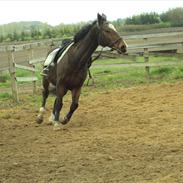 Fuldblod (XX) Milton R.I.P 