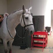 Hannoveraner Espriana<3 (den bedste)