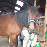 Traver haniball†16-05-2011†