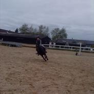 Anden særlig race Jack 