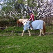 Anden særlig race dixie *solgt*