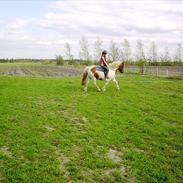 Anden særlig race dixie *solgt*