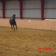 Hollandsk Varmblod Bella Helena 