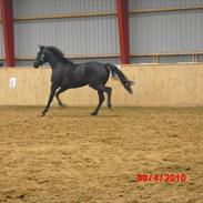 Hollandsk Varmblod Bella Helena 