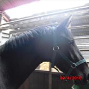 Hollandsk Varmblod Bella Helena 