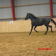 Hollandsk Varmblod Bella Helena 