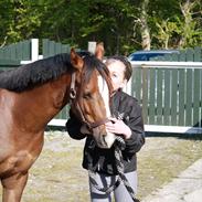 Welsh Pony af Cob-type (sec C) Don junior solgt :,(