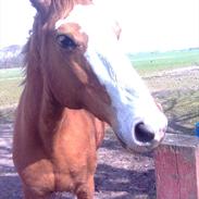 Anden særlig race Elvis p