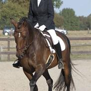 Hannoveraner Herkules. RIP . 4.10.2010.