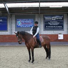 Dansk Varmblod Sønnikgårds Luna RDH