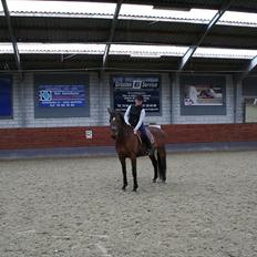 Dansk Varmblod Sønnikgårds Luna RDH