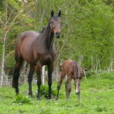 Dansk Varmblod Cabana TS