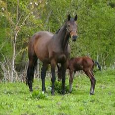 Dansk Varmblod Cabana TS