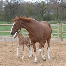DSP Daisy - sølvmedalje hoppe