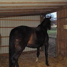 Dansk Varmblod R.I.P Wita