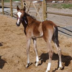 DSP Hemstoks Don't Stop