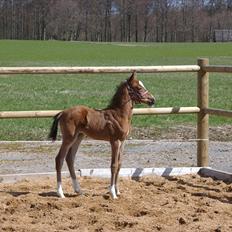 DSP Hemstoks Don't Stop