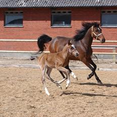 DSP Hemstoks Don't Stop